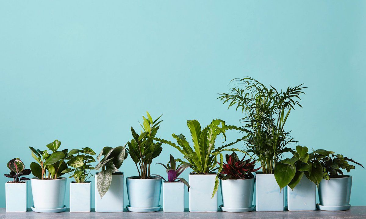 The Sill plant delivery A row of plants from The Sill on a blue background