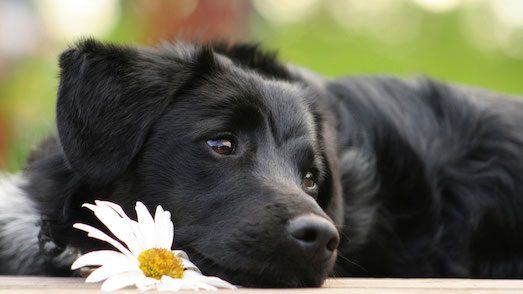 Почему домашний питомец кашляет?
