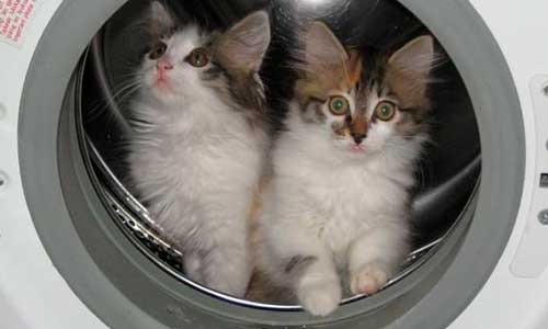 Что-человеку-хорошо-то-животному-нет хорошо то животному нет