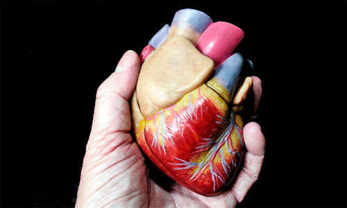 Исследователи-справились-с-проблемой-отторжения-пересаженных-органов Исследователи справились с проблемой отторжения