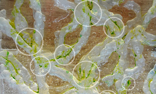 Роботы-водоросли-займутся-исследованием-и-лечением-людей Роботы-водоросли з