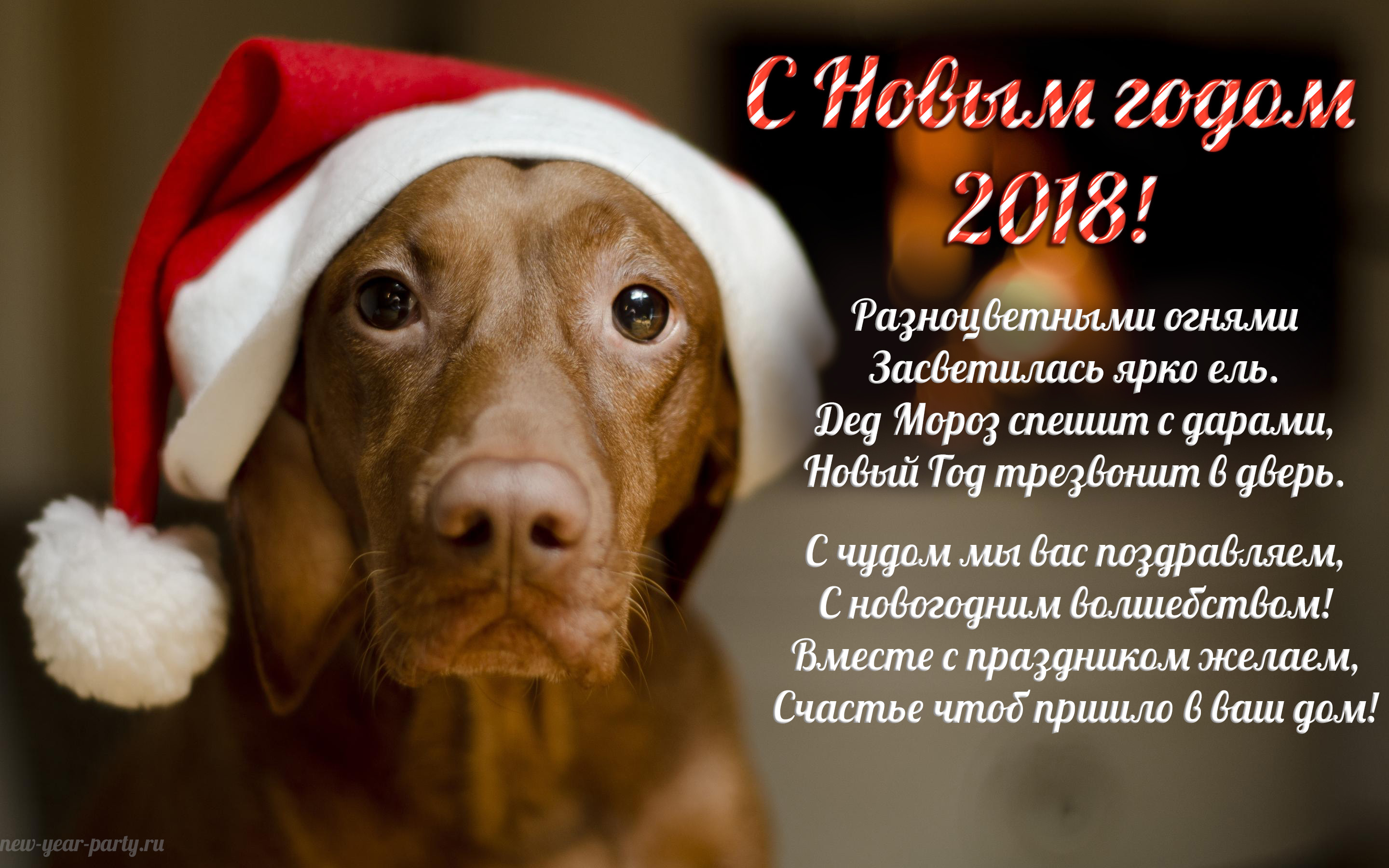 Новый год Собаки все самые интересные факты приметы подробности. Все последние сведения.