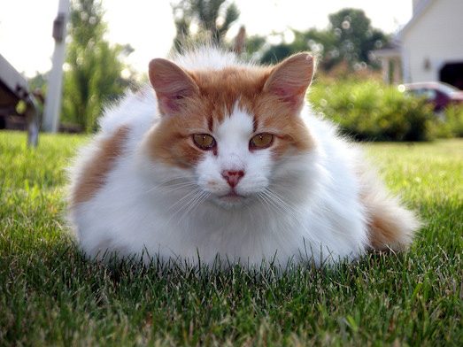 Как содержать кота породы турецкий ван?