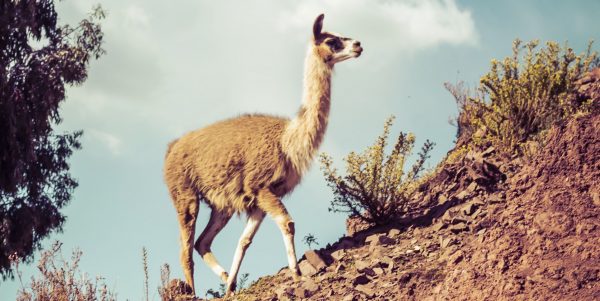 Добро пожаловать в Перу