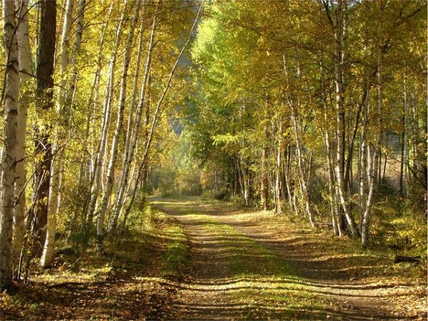 Поэтический вечер «Хочешь знать, что такое Россия…»