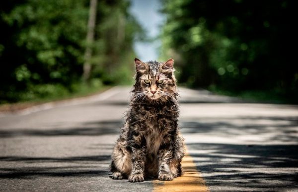 Кладбище-домашних-животных-2019