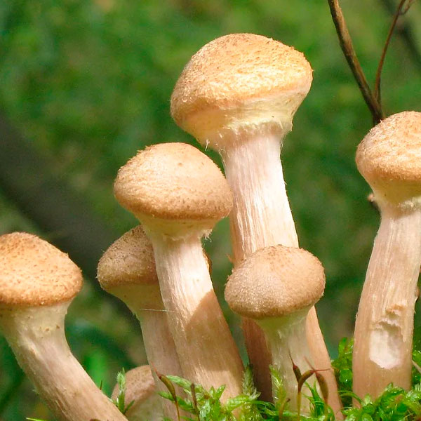 Суп-из-свежих-опят