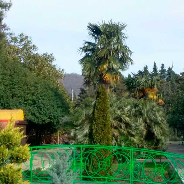 Центральный-парк-культуры-и-отдыха-в-Лазаревском Центральный-парк-культуры-и-отдыха