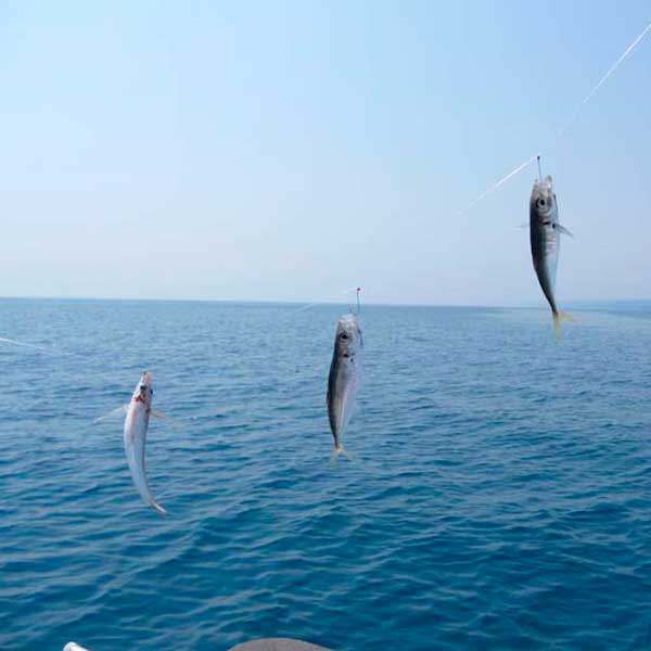 Рыбалка-на-море-в-Лазаревском на море в Лазаревском