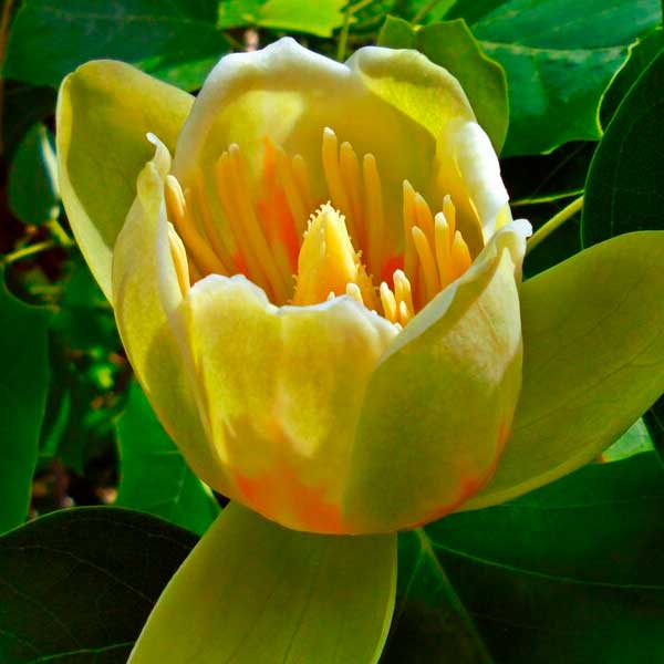 Тюльпановое-дерево-великан-в-Лазаревском Тюльпановое дерево-великан