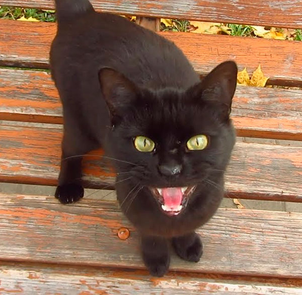 Cамые-популярные-приметы Популярные-приметы