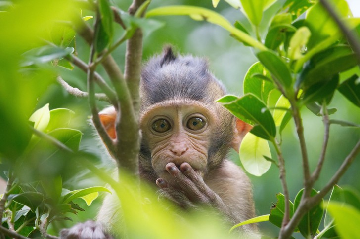 Передается через поцелуй: ученые рассказали о способах заражения оспой обезьян