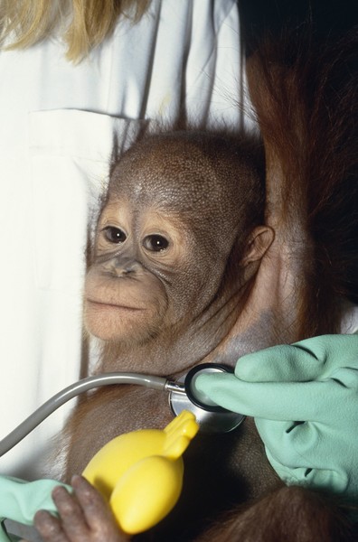 Вирусолог об опасности распространения оспы обезьян в России: «Нас спасет старая прививка»