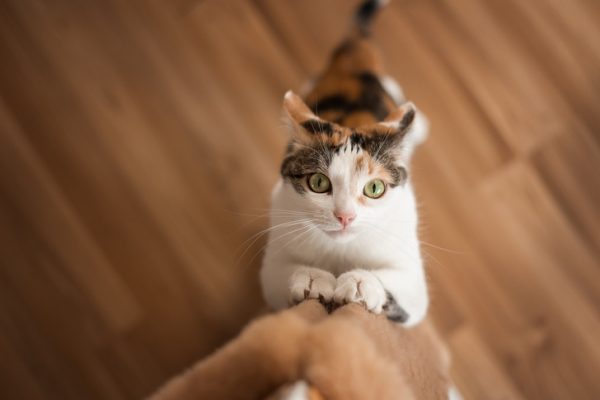 Чтобы котик не грустил: как сделать когтеточку своими руками