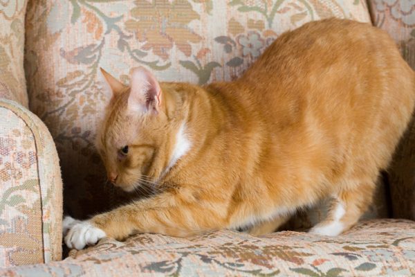 Как отучить кошку от порчи мебели и других вещей?