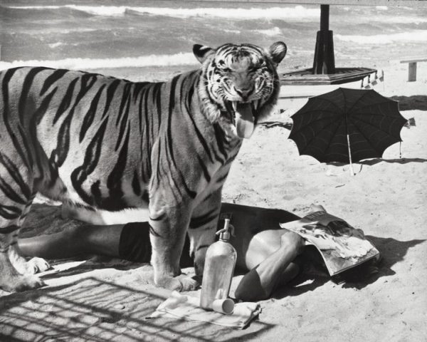 Снять дрессировщицу в кино предложил Никита Хрущев: как готовилась картина «Полосатый рейс»