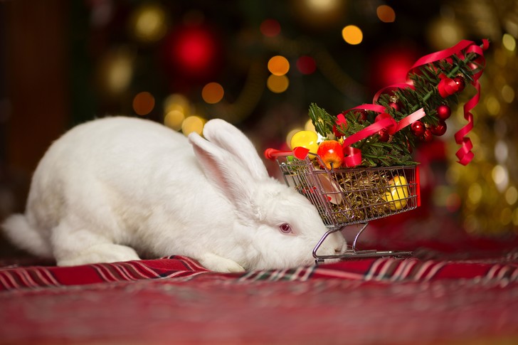 Как правильно встретить Новый год и не разозлить Черного Кролика — 5 важных советов