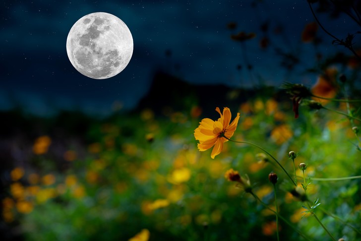 Цветочное полнолуние 5 мая: что можно точно просить у луны?