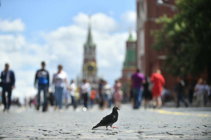 Собянин объявил карантин в нескольких районах Москвы — все дело в птичьем гриппе