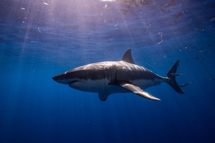 Эксперт по выживанию ответил, мог ли россиянин спастись от акулы в Египте