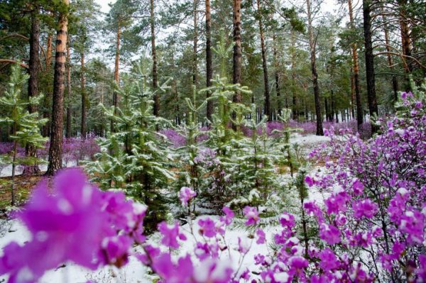 Эти герои не носят плащи: 3 выдающихся человека, которые прославили Забайкальский край